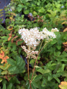 Meadowsweet (Filipendula ulmaria)