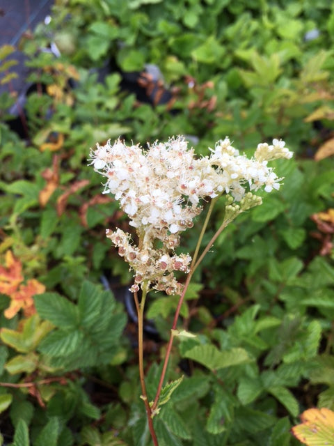 Meadowsweet (Filipendula ulmaria) - Culinary Herb Co.