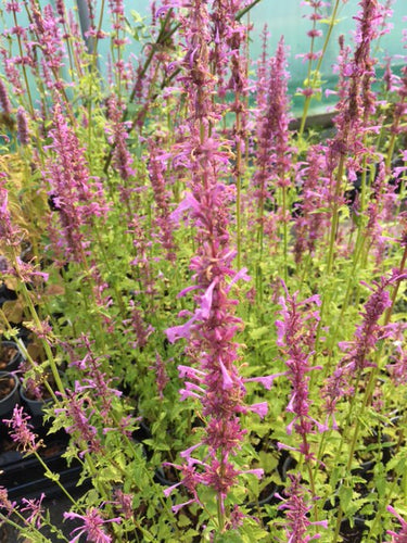 Hyssop: Mexican (Agastache pallidiflora) - Culinary Herb Co.