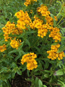 Tarragon: Mexican (Tagetes lucida) - The Culinary Herb Company