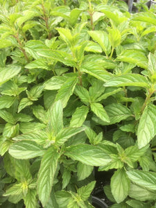 Mint: Jessica's Sweet Pear (Mentha 'Sweet Pear') - The Culinary Herb Company