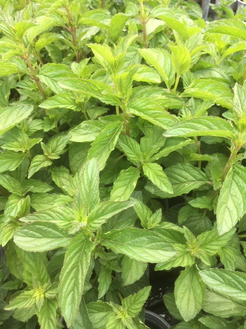 Mint: Jessica's Sweet Pear (Mentha 'Sweet Pear') - The Culinary Herb Company