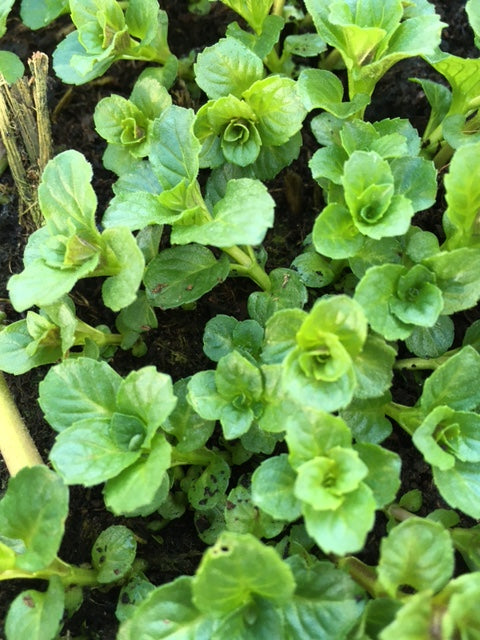 Mint: Yakima chewing gum - Culinary Herb Co.