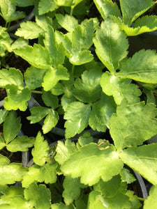 Mitsuba (Cryptotaenia japonica) - Culinary Herb Co.