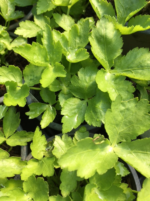 Mitsuba (Cryptotaenia japonica) - Culinary Herb Co.