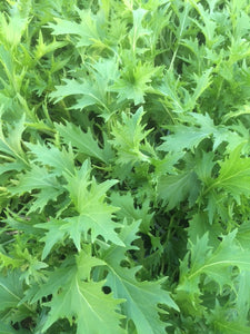 Mizuna (Brassica rapa var. japonica) - The Culinary Herb Company