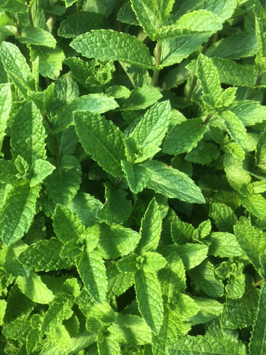 Mint: Moroccan (Mentha spicata) - The Culinary Herb Company