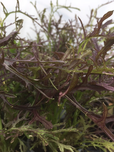 Mustard (Brassica juncea) - The Culinary Herb Company