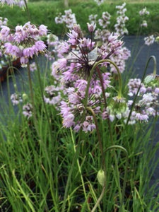 Nodding Onions (Allium cernuum) - The Culinary Herb Company