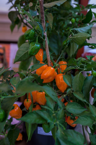 Chilli Pepper (Habanero Orange) - Culinary Herb Co.