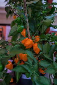 Chilli Pepper (Habanero Orange)
