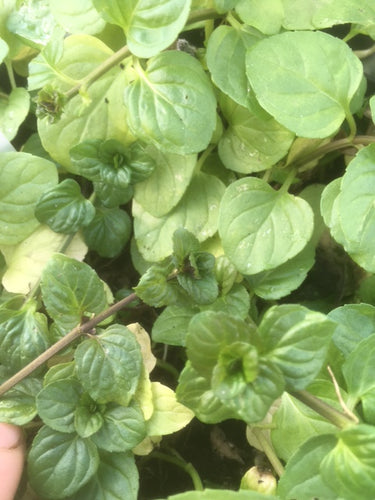 Mint: Orange (Mentha x piperita f. citrata 'Orange') - The Culinary Herb Company