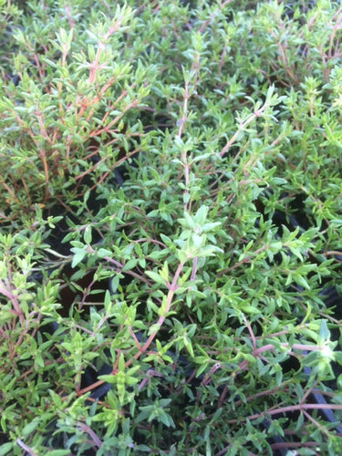 Thyme: Orange (Thymus fragrantissimus) - The Culinary Herb Company
