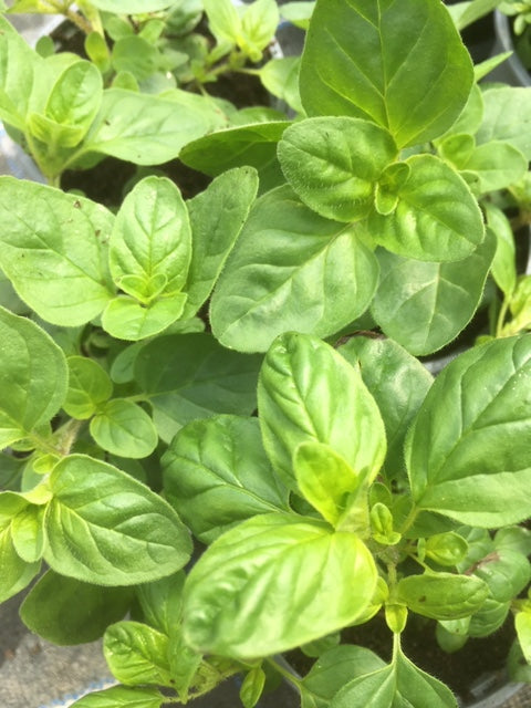 Oregano (Origanum vulgare) - The Culinary Herb Company