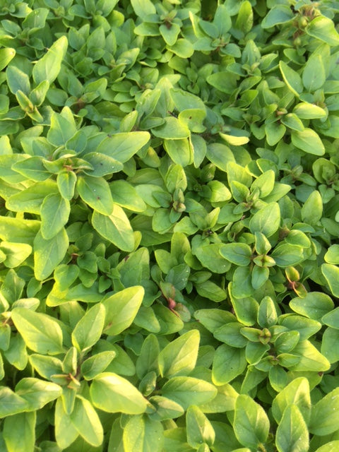 Oregano, Acorn bank (Origanum vulgare ‘Acorn bank’)