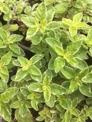 Oregano: Country Cream (Origanum vulgare 'Country Cream') - The Culinary Herb Company