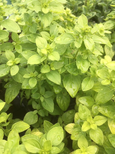 Oregano: White Charm (Origanum vulgare 'White Charm') - The Culinary Herb Company