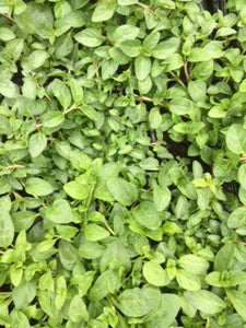 Mint: Pennyroyal (Mentha pulegium) - The Culinary Herb Company