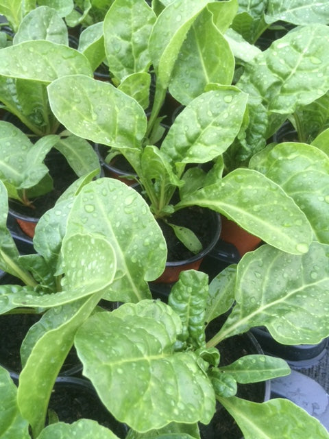 Spinach: Perpetual (Beta vulgaris var. vulgaris) - The Culinary Herb Company