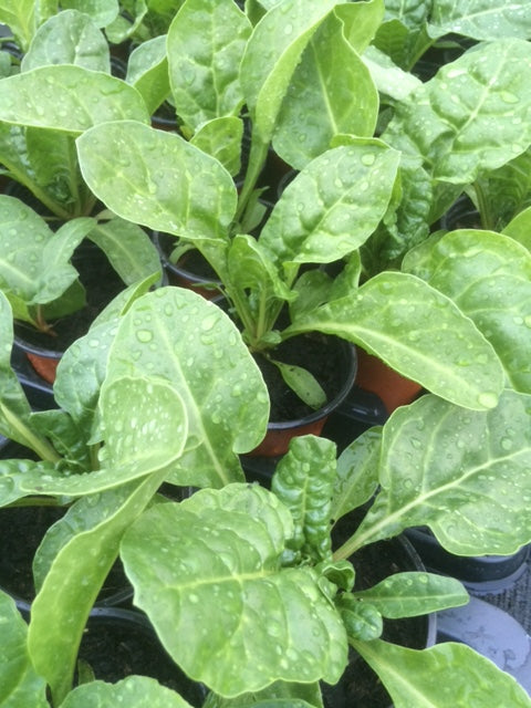 Spinach: Perpetual (Beta vulgaris var. vulgaris) - The Culinary Herb Company