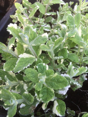 Mint: Pineapple (Mentha suaveolens 'Variegata') - The Culinary Herb Company