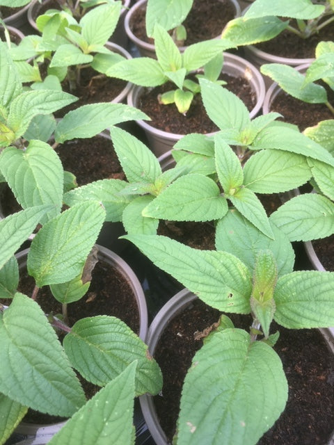 Sage: Pineapple (Salvia elegans) - The Culinary Herb Company