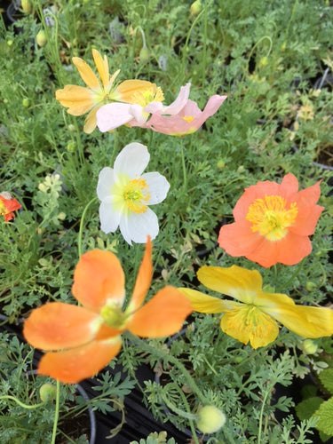 Poppy: Alpine (Papaver alpinum) - Culinary Herb Co.
