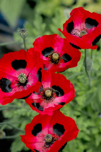 Poppy: Ladybird (Papaver commutatum) - The Culinary Herb Company