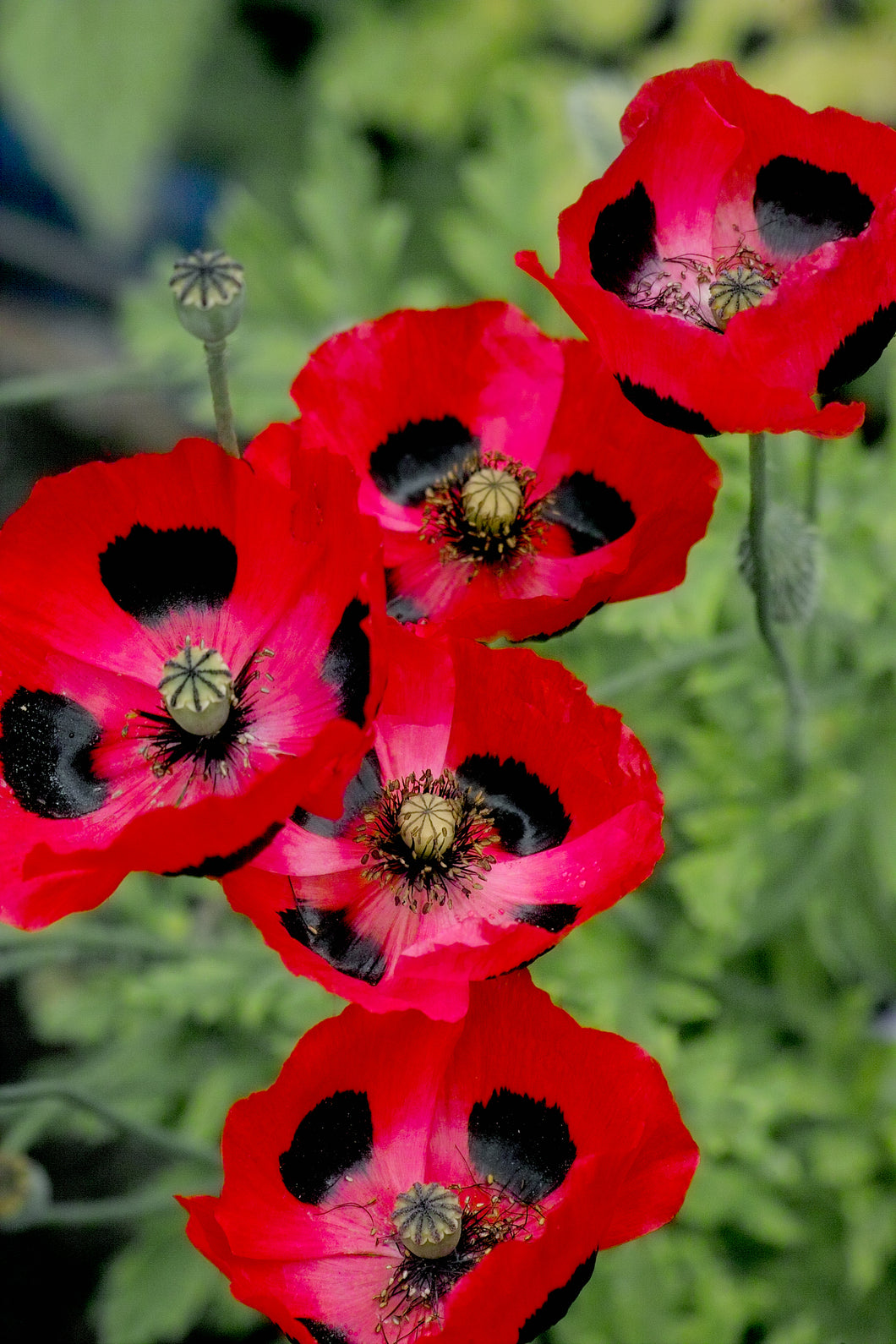 Poppy: Ladybird (Papaver commutatum) - The Culinary Herb Company
