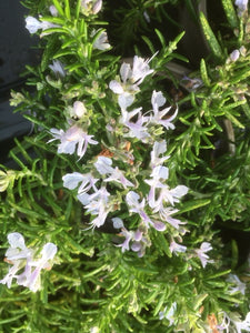 Rosemary: Prostrate (Rosmarinus officinalis 'Prostratus Group') - The Culinary Herb Company
