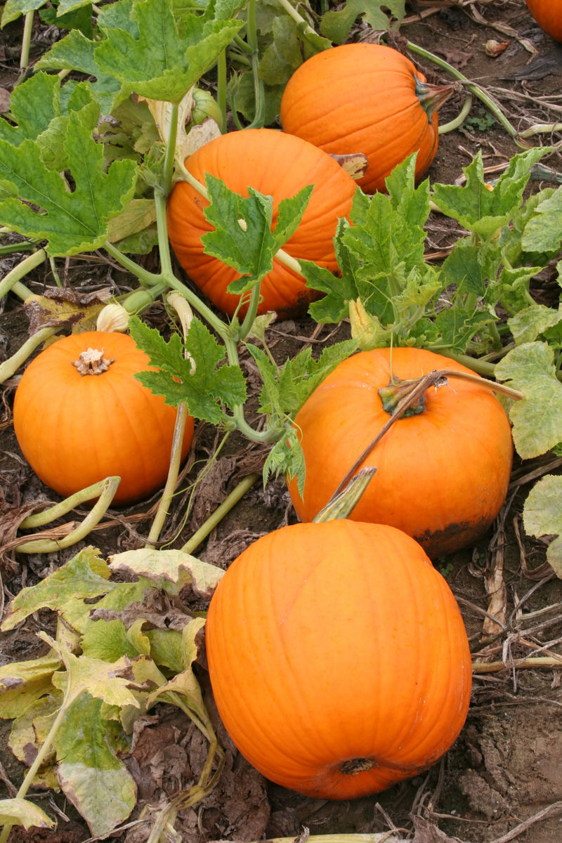 Pumpkin (Racer F1) Buy Vegetable Plants Online The Culinary Herb