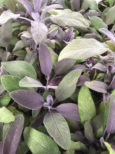 Sage: Purple (Salvia officinalis 'Purpurascens') - The Culinary Herb Company