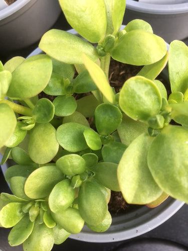 Purslane (Portulaca oleracea)