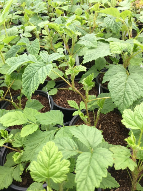 Raspberry (Rubus idaeus 'Meeker') 12cm - Culinary Herb Co.