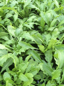 Rocket (Eruca vesicaria sativa) - The Culinary Herb Company