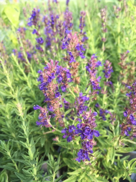 Hyssop: Rock (Hyssopus officinalis aristatus) - The Culinary Herb Company