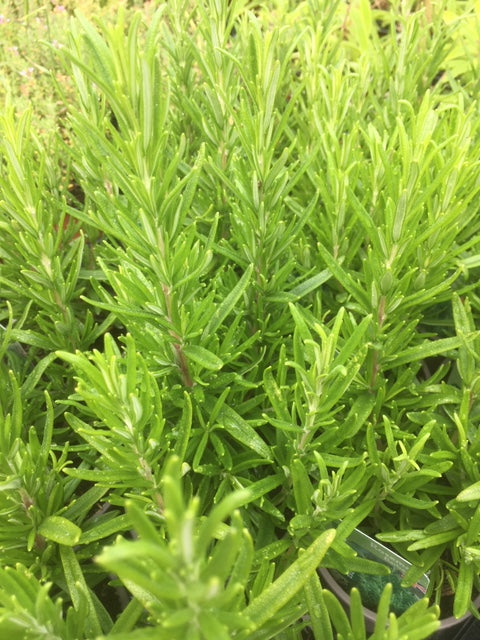 Rosemary: Barbeque (Rosmarinus officinalis 'Barbeque') - The Culinary Herb Company
