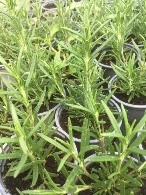 Rosemary: Corsican Blue (Rosmarinus officinalis var. angustissimus 'Corsican Blue') - The Culinary Herb Company