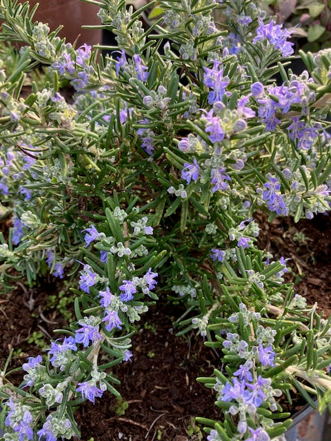 Rosemary, Foxtail (Rosmarinus officinalis ‘Foxtail’)