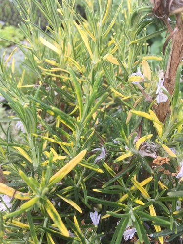 Rosemary: Golden Variegated (Salvia rosmarinus 'Aureus') - Culinary Herb Co.