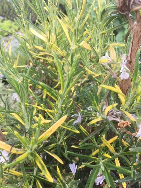 Rosemary: Golden Variegated (Salvia rosmarinus 'Aureus') - Culinary Herb Co.