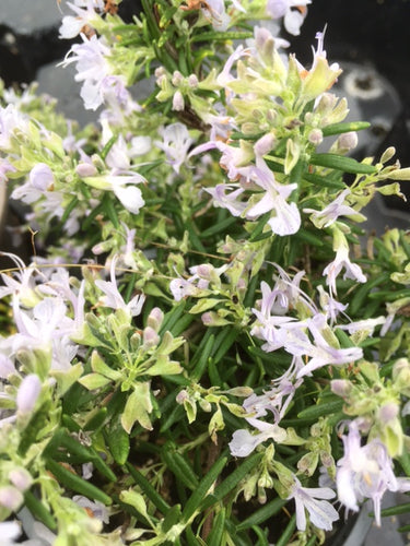 Rosemary: Haifa (Salvia rosmarinus 'Haifa') - Culinary Herb Co.