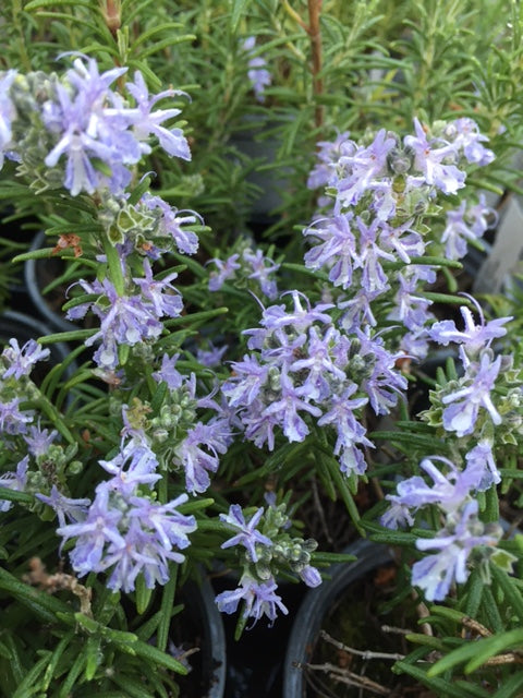 Rosemary: Primley Blue (Rosmarinus officinalis 'Primley Blue')