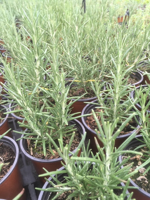 Rosemary: Sudbury Blue (Rosmarinus officinalis 'Sudbury Blue') - The Culinary Herb Company