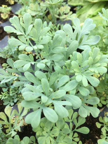 Rue (Ruta graveolens) - The Culinary Herb Company