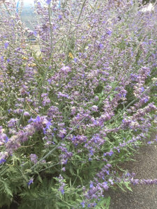 Sage: Russian (Perovskia atriplicifolia 'Taiga') - The Culinary Herb Company