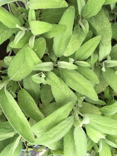 Sage (Salvia officinalis) 12cm - Culinary Herb Co.