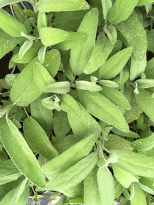 Sage (Salvia officinalis) 12cm