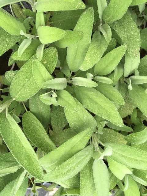 Sage (Salvia officinalis) 12cm - Culinary Herb Co.