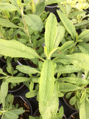 Sage: Californian Black (Salvia mellifera) - Culinary Herb Co.